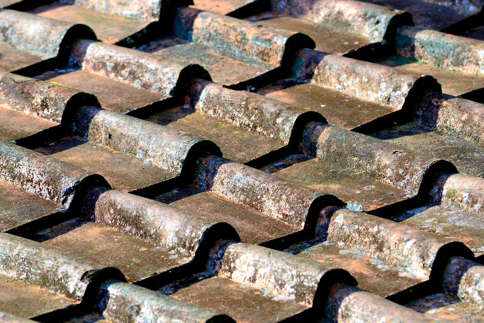 Démoussage et traitement hydrofuge